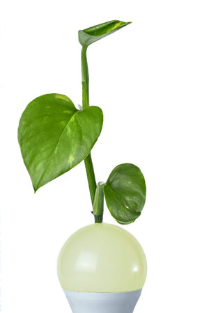 A fresh green plant sprout emerges from a pale light bulb against a clean white background,...
