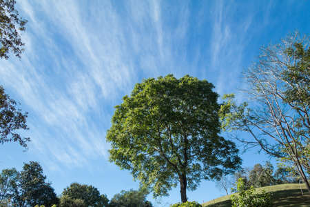 Tree with move cloud
