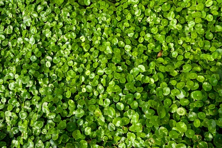 The Centella asiatica の写真素材