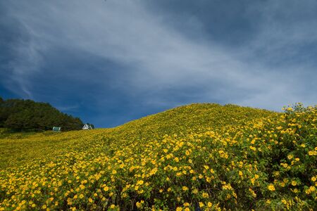 Mexican sunflower weed on the hill in thailandの写真素材