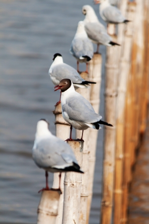 The Seagullの写真素材