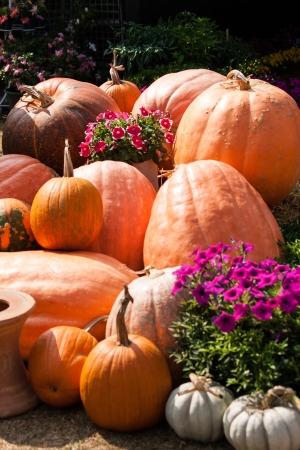 Pumpkins display during autumn in morning lightの写真素材