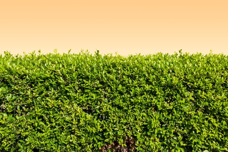 Green leaves on orange wall backgroundの写真素材
