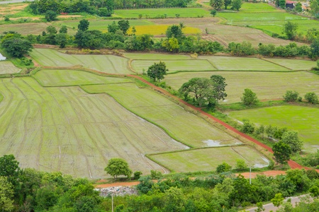 Landscape of rice fields bird eye view 