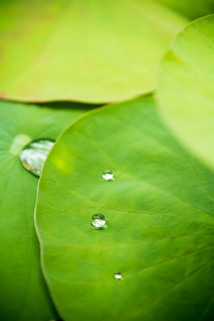 Drops of water on a lotus leafの写真素材