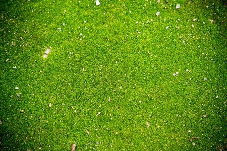 green mos texture for background