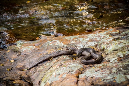 Snake on a rock beside the water s edge 