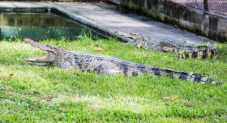 Crocodile opening the mouth resting on the grass の写真素材
