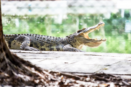 Crocodile in Captivity の写真素材