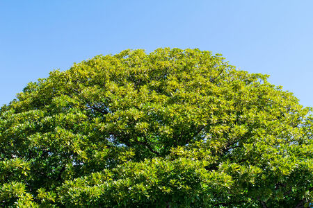 Top the tree with the sky