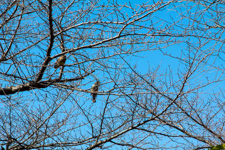 Birds perched on branches in the autumn の写真素材
