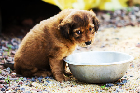 Cute shy puppy の写真素材