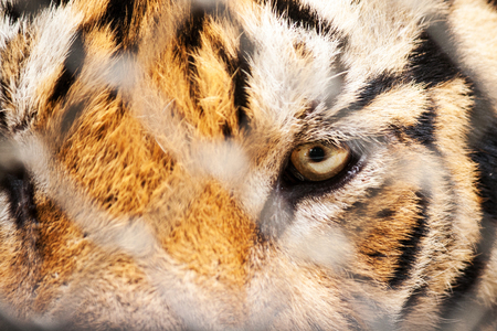 Close up of a Bengal Tigers eye behind barsの写真素材
