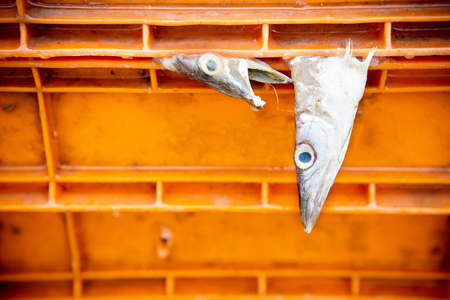 Barracuda, Seapike in transportation box  Damage from shippingの写真素材