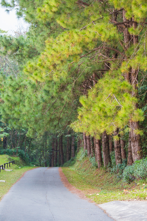 The road through the pine forest on background.の写真素材
