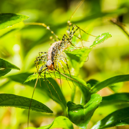 long-legged house centipedeの写真素材