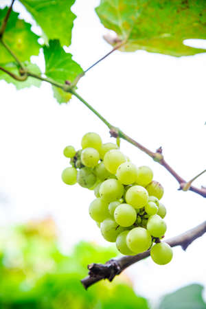 Fresh green grapes on the branches.の写真素材
