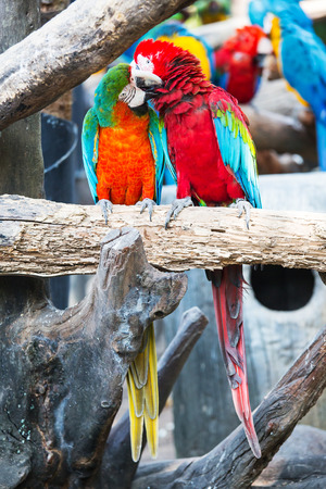 Pair of colorful Macaws parrots.They were teasing each other.の写真素材