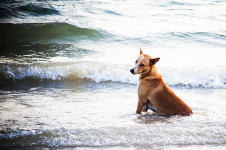 Lonely brown dog sitting in sea on the beach.の写真素材