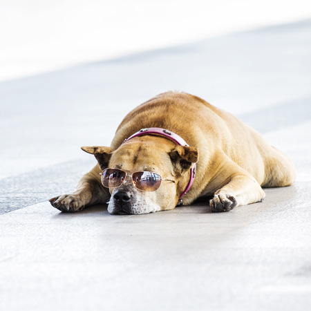 Old brown dog with sun glasses sleeping on the floor.の写真素材