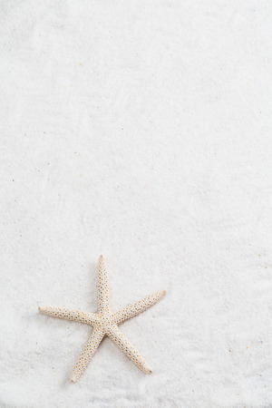starfish on the white sand - copy spaceの写真素材