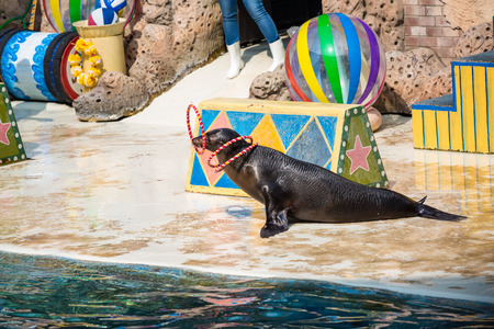 The show seals playing the hoop.の写真素材