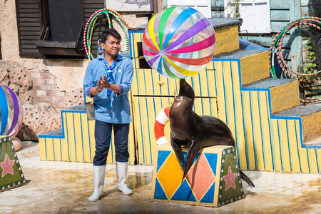 The show seals playing the ball. December 292013 at Safari World open zoo  in KlongsamwaThailand.のeditorial素材