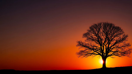 Silhouette of a bare tree at sunset in the field.の素材