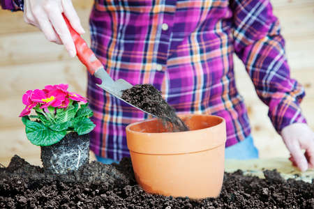 Woman at transplanting of flowersの写真素材