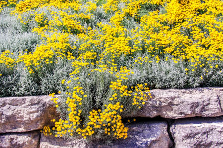 Flowering rock gardenの写真素材