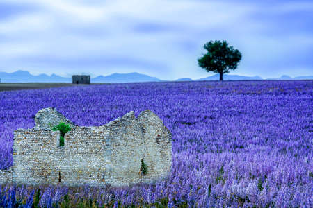 Herbs field in Provenceの写真素材