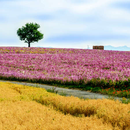Herbs field in Provenceの写真素材