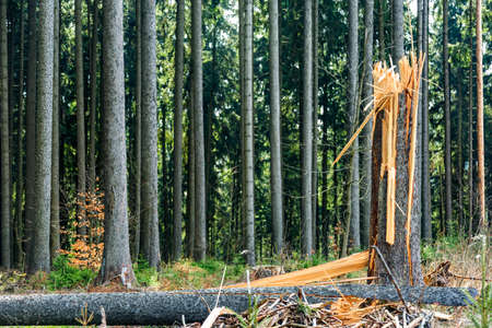 Broken tree by windの写真素材