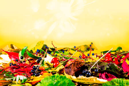 Fruits and sheets in autumnの写真素材