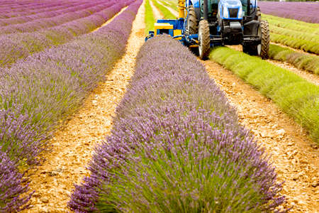 Lavender harvest in Provenceの写真素材
