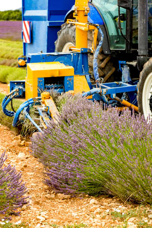 Lavender harvest in Provenceの写真素材