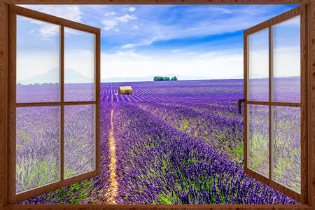 Looking out the window at the lavender field