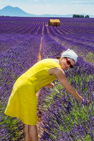 Woman in lavender fieldの写真素材