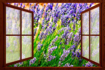 Looking out the window at the lavender fieldの写真素材