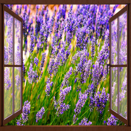 Looking out the window at the lavender fieldの写真素材