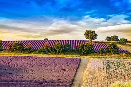 Blooming lavender fieldの写真素材