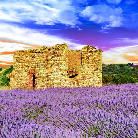 Blooming lavender field
の写真素材