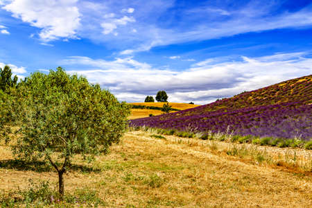 Blooming lavender field
の写真素材