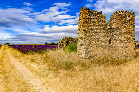 Blooming lavender fieldの写真素材