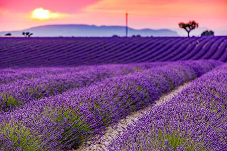 Blooming lavender fieldの写真素材
