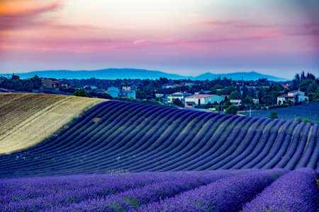 Blooming lavender field