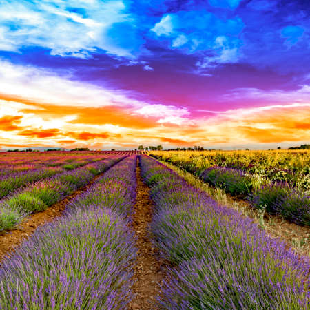 Blooming lavender fieldの写真素材