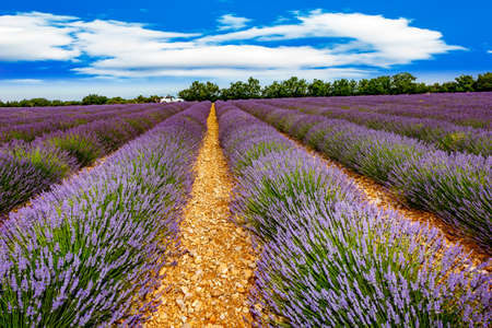 Flowering lavender fieldsの写真素材