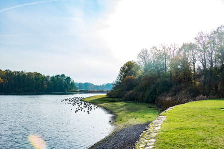 Wild geese at the lake