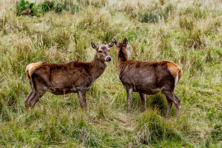 Stag cows in the grassの写真素材
